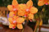 orchid.jpg (120687 Byte)