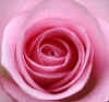 rose.jpg (113730 Byte)